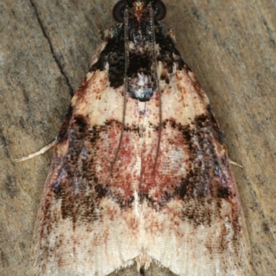 Araeopaschia sp. ANIC19 (A Pyralid moth (Epipaschinae) at Ulladulla - Warden Head Bushcare - 26 Jan 2020 by jb2602