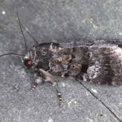 Thoracolopha verecunda (A Noctuid moth (Acronictinae)) at Ulladulla - Warden Head Bushcare - 26 Jan 2020 by jb2602