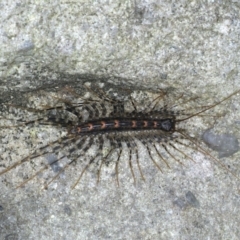 Scutigeridae (family) (A scutigerid centipede) at Ulladulla, NSW - 26 Jan 2020 by jb2602