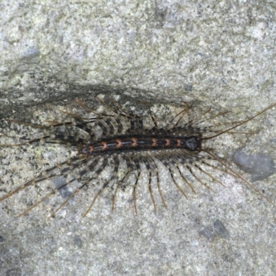 Scutigeridae (family) (A scutigerid centipede) at Ulladulla, NSW - 26 Jan 2020 by jb2602