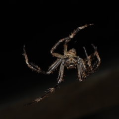 Eriophora biapicata (Garden orb weaver) at Ulladulla - Warden Head Bushcare - 26 Jan 2020 by jbromilow50