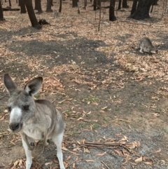 Macropus giganteus (Eastern Grey Kangaroo) at - 30 Jan 2020 by PatB