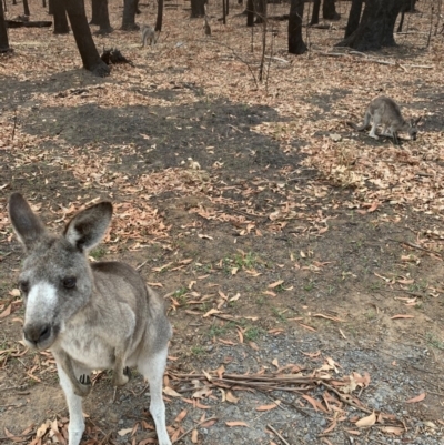 Macropus giganteus (Eastern Grey Kangaroo) at - 30 Jan 2020 by PatB