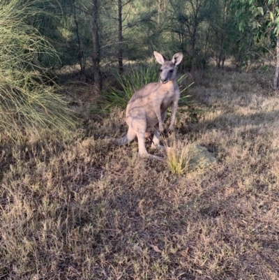 Macropus giganteus (Eastern Grey Kangaroo) at Bendalong, NSW - 20 Jan 2020 by PatB