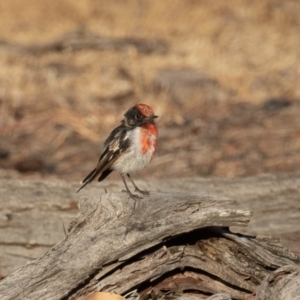 Petroica goodenovii at Majura, ACT - 31 Jan 2020