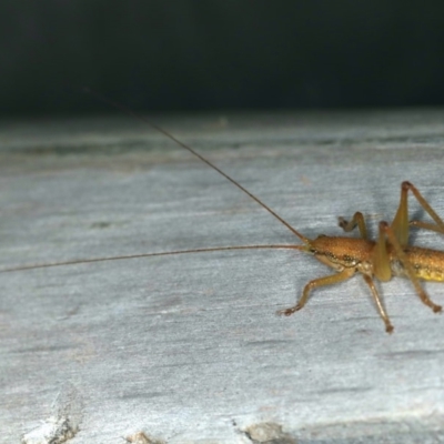 Austrosalomona sp. (genus) (Coastal katydid or Spine-headed katydid) at Ulladulla - Warden Head Bushcare - 27 Jan 2020 by jb2602