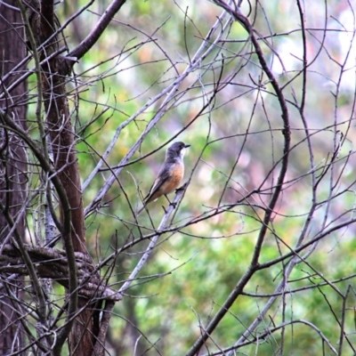 Pachycephala rufiventris (Rufous Whistler) at Upper Nepean State Conservation Area - 20 Oct 2018 by JanHartog