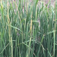 Typha domingensis (Bullrush) at Dunlop, ACT - 18 Dec 2018 by JaneR