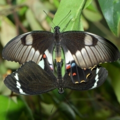 Papilio aegeus at Hackett, ACT - 15 Feb 2018