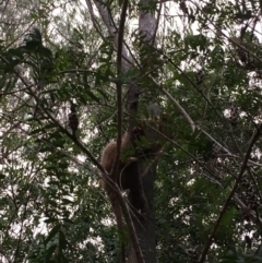 Pseudocheirus peregrinus (Common Ringtail Possum) at Kangaroo Valley, NSW - 23 Jan 2020 by Greg Thompson