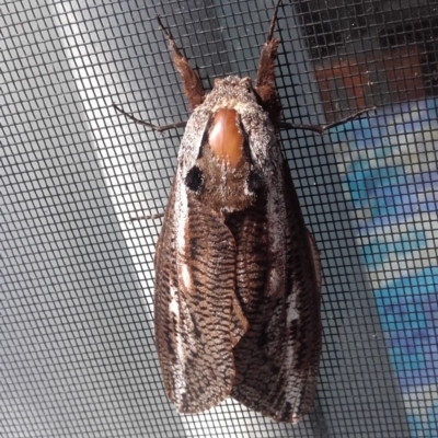 Endoxyla encalypti at South Durras, NSW - 30 Jan 2020 by sturner