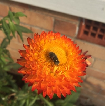 Syrphidae (family) (Unidentified Hover fly) at Eden, NSW - 28 Jan 2020 by MickBettanin