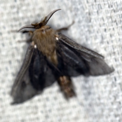 Clania ignobilis (Faggot Case Moth) at O'Connor, ACT - 31 Jan 2020 by ibaird