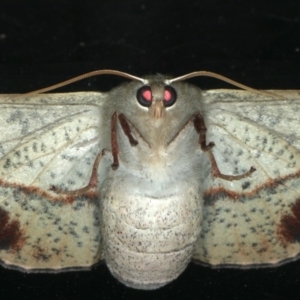 Antictenia punctunculus at Ainslie, ACT - 31 Jan 2020