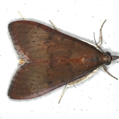 Uresiphita ornithopteralis (Tree Lucerne Moth) at Ainslie, ACT - 31 Jan 2020 by jbromilow50