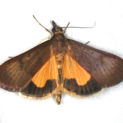 Uresiphita ornithopteralis at Ainslie, ACT - 31 Jan 2020