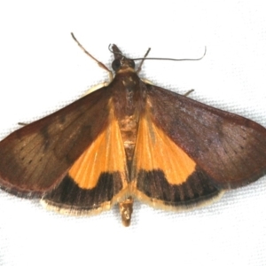 Uresiphita ornithopteralis at Ainslie, ACT - 31 Jan 2020