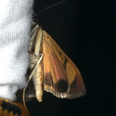 Uresiphita ornithopteralis at Ainslie, ACT - 31 Jan 2020 10:35 PM