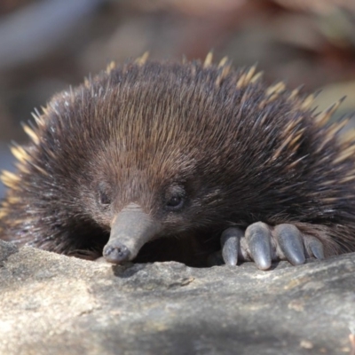 Tachyglossus aculeatus (Short-beaked Echidna) at ANBG - 24 Feb 2018 by TimL