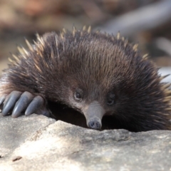 Tachyglossus aculeatus at Hackett, ACT - 24 Feb 2018