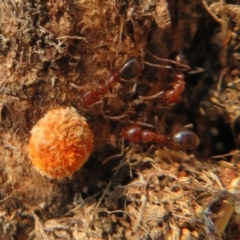 Unidentified Other non-black fungi  at Denman Prospect, ACT - 30 Jan 2020 by Christine