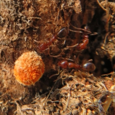 Unidentified Other non-black fungi  at Denman Prospect, ACT - 30 Jan 2020 by Christine