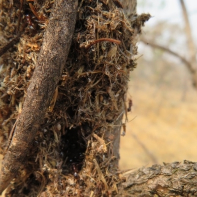 Papyrius nitidus (Shining Coconut Ant) at Denman Prospect, ACT - 30 Jan 2020 by Christine