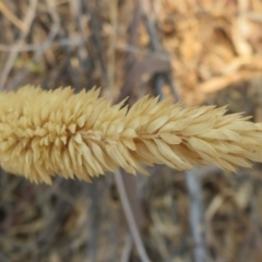 Phalaris aquatica (Phalaris, Australian Canary Grass) at Denman Prospect, ACT - 30 Jan 2020 by Christine