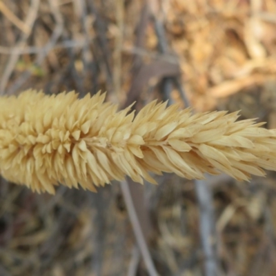 Phalaris aquatica (Phalaris, Australian Canary Grass) at Denman Prospect, ACT - 30 Jan 2020 by Christine