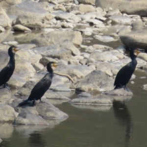 Phalacrocorax carbo at Stromlo, ACT - 30 Jan 2020