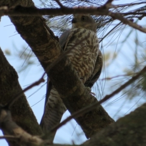 Accipiter cirrocephalus at Strathnairn, ACT - 30 Jan 2020