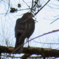 Accipiter cirrocephalus at Strathnairn, ACT - 30 Jan 2020