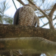 Accipiter cirrocephalus at Strathnairn, ACT - 30 Jan 2020