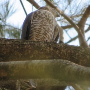 Accipiter cirrocephalus at Strathnairn, ACT - 30 Jan 2020