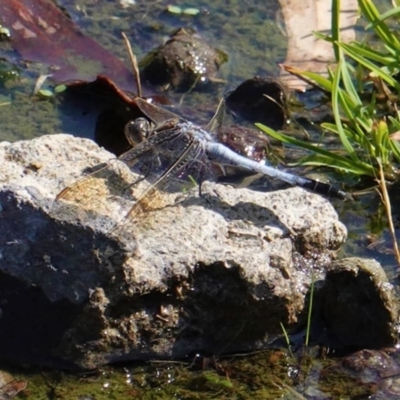 Orthetrum caledonicum (Blue Skimmer) at Deakin, ACT - 30 Jan 2020 by JackyF