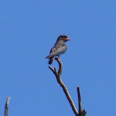 Eurystomus orientalis (Dollarbird) at Deakin, ACT - 31 Jan 2020 by JackyF