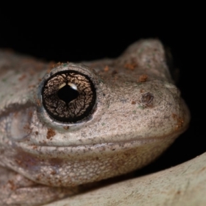 Litoria peronii at Amaroo, ACT - 25 Jan 2020