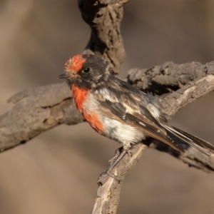 Petroica goodenovii at Majura, ACT - 1 Feb 2020