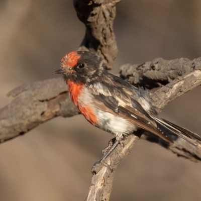 Petroica goodenovii (Red-capped Robin) at Majura, ACT - 31 Jan 2020 by rawshorty