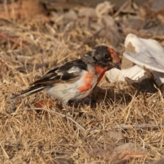 Petroica goodenovii at Majura, ACT - 1 Feb 2020