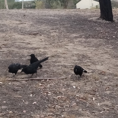 Corcorax melanorhamphos (White-winged Chough) at Kambah, ACT - 8 Jan 2020 by RosemaryRoth