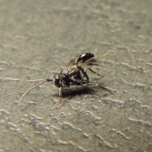 Evaniidae (family) at Conder, ACT - 11 Jan 2020 12:19 AM