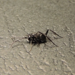 Evaniidae (family) at Conder, ACT - 11 Jan 2020