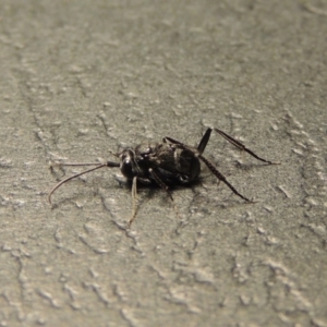 Evaniidae (family) at Conder, ACT - 11 Jan 2020 12:19 AM