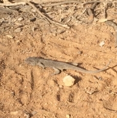 Pogona barbata (Eastern Bearded Dragon) at Hackett, ACT - 2 Feb 2020 by petersan