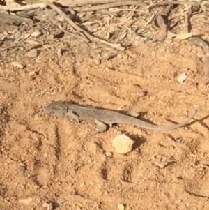 Pogona barbata at Hackett, ACT - suppressed