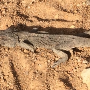 Pogona barbata at Hackett, ACT - suppressed