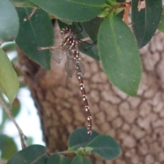 Austroaeschna unicornis (Unicorn Darner) at Hughes, ACT - 2 Feb 2020 by JackyF