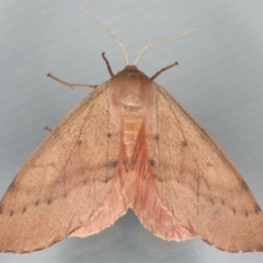 Arhodia lasiocamparia (Pink Arhodia (Oenochrominae)) at Ainslie, ACT - 1 Feb 2020 by jb2602