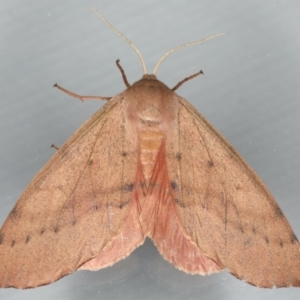 Arhodia lasiocamparia at Ainslie, ACT - 1 Feb 2020